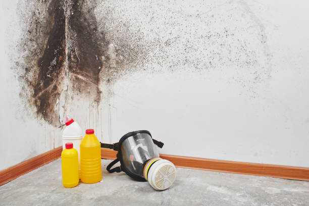 Best Residential Mold Remediation in Mill Neck, NY