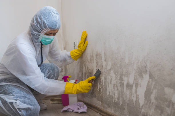 Best Mold Remediation for Specific Building Types in Mill Neck, NY