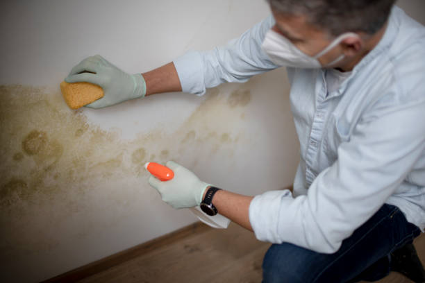 Best Post-Flood Mold Remediation in Mill Neck, NY